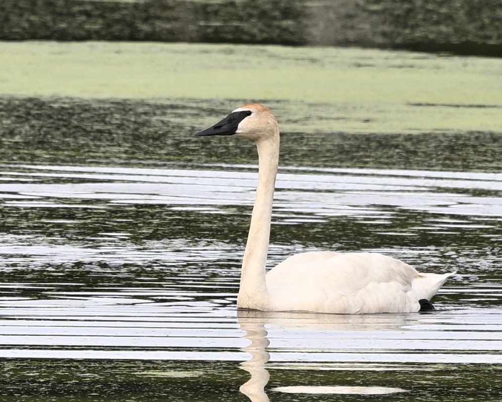 Cygne trompette - ML620711273