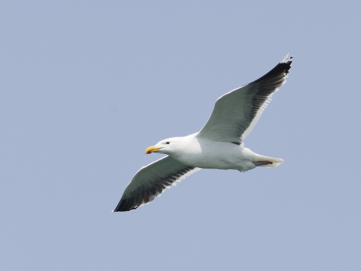 Great Black-backed Gull - ML620711275