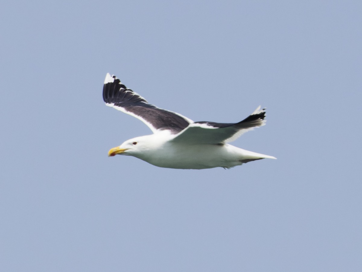 Great Black-backed Gull - ML620711276