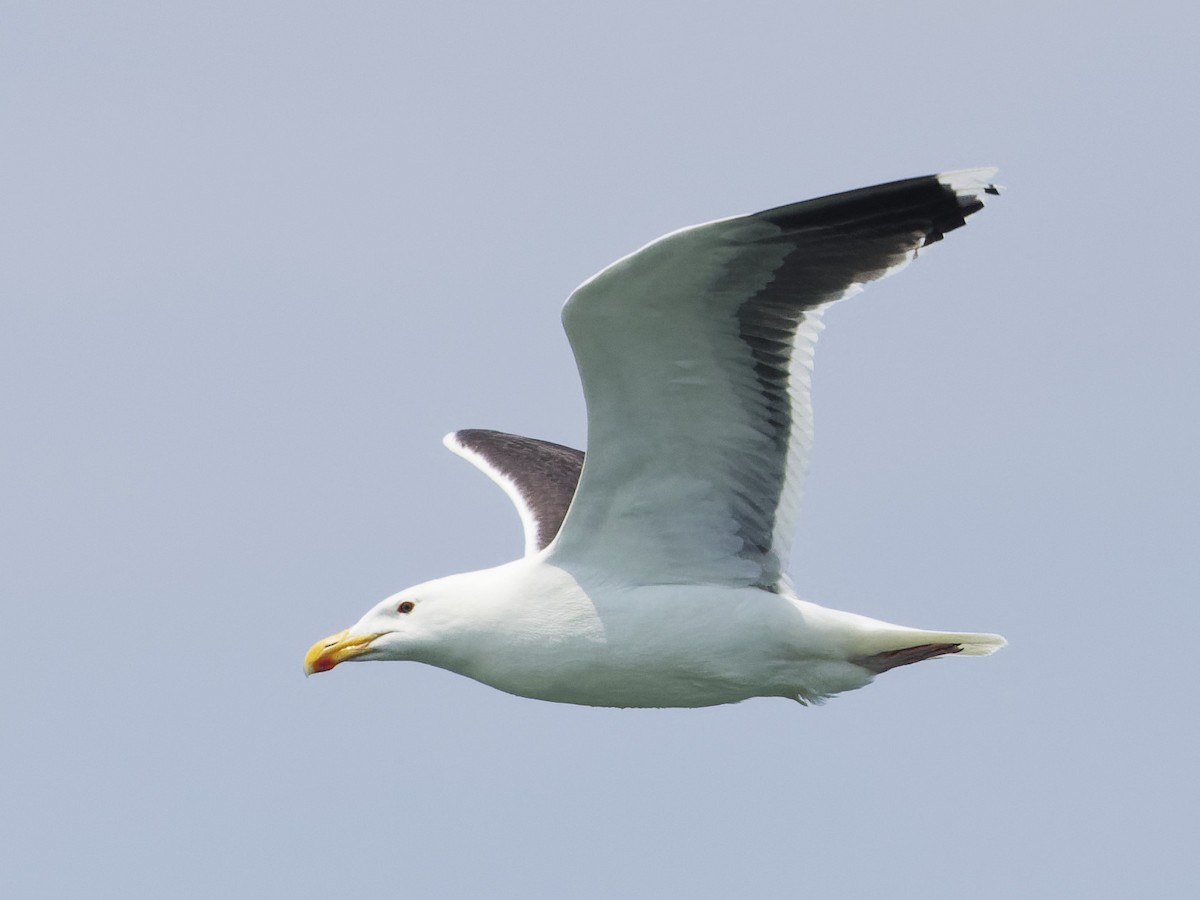 Great Black-backed Gull - ML620711277