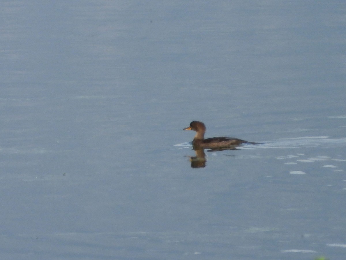 Hooded Merganser - ML620711281