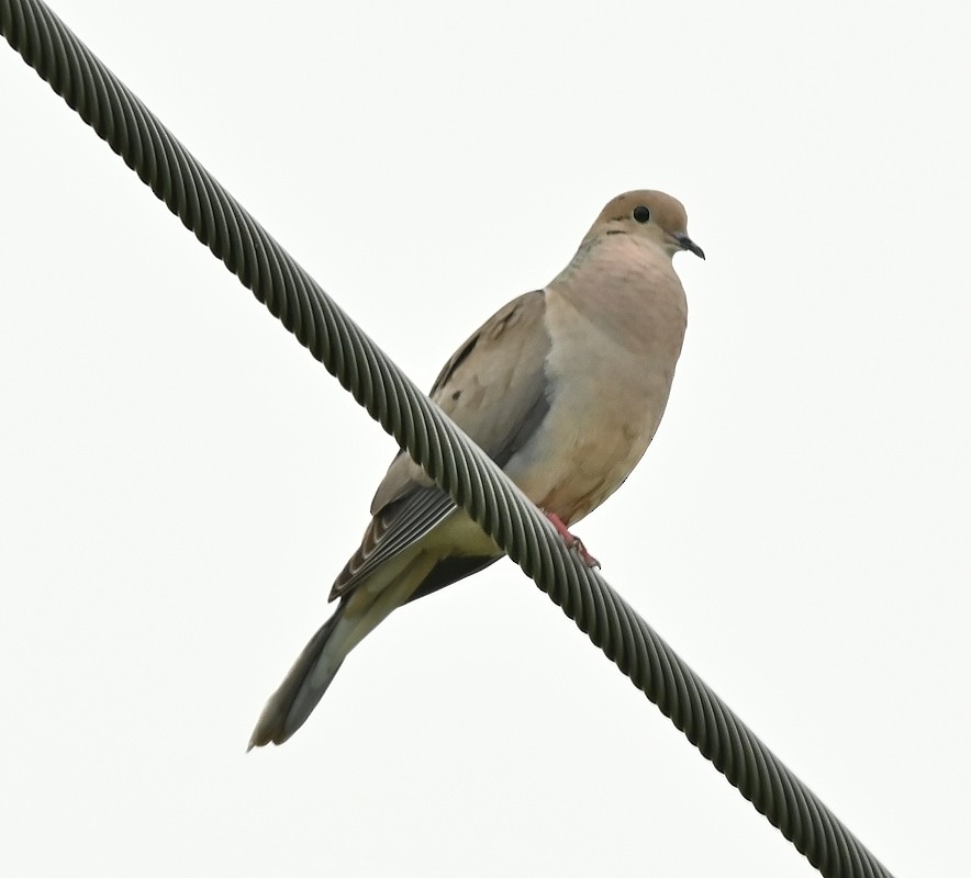 Mourning Dove - ML620711282