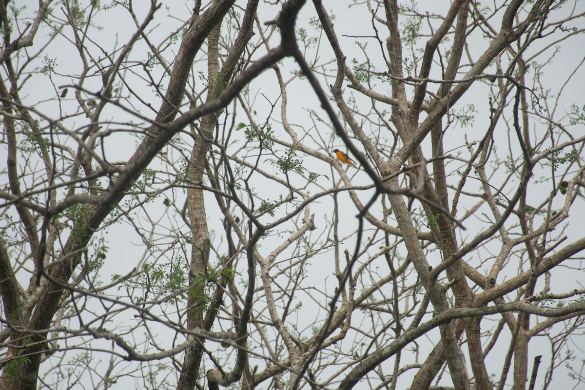 Baltimore Oriole - ML620711290