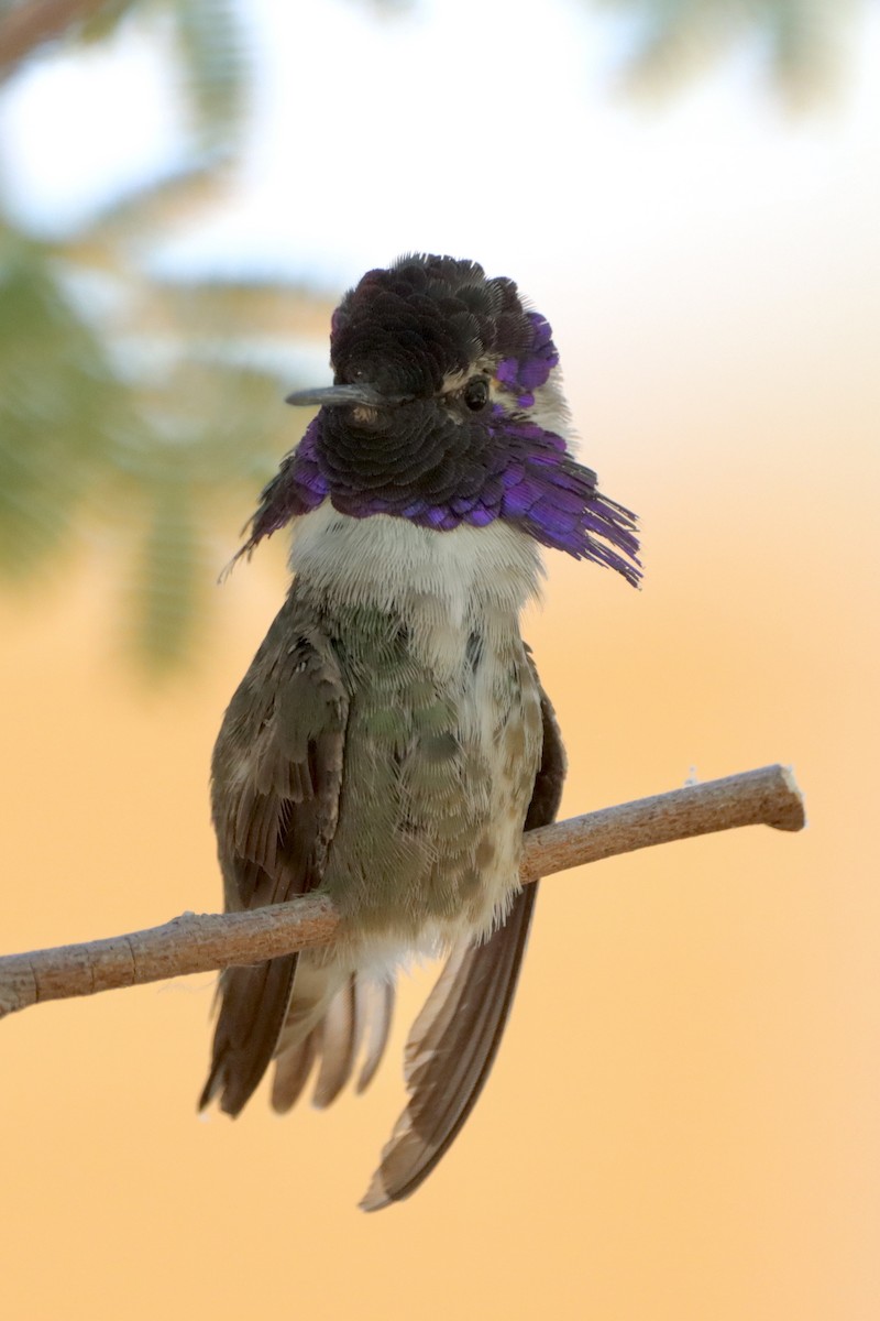 Costa's Hummingbird - ML620711297