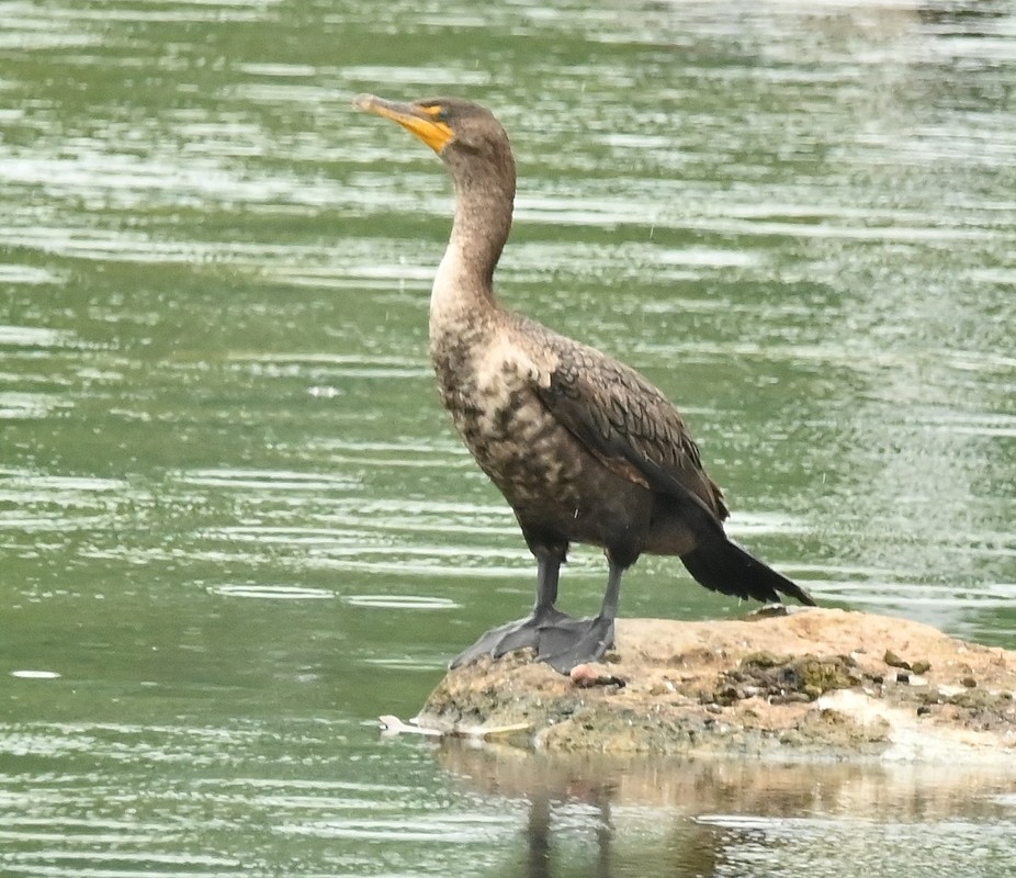 Double-crested Cormorant - ML620711305