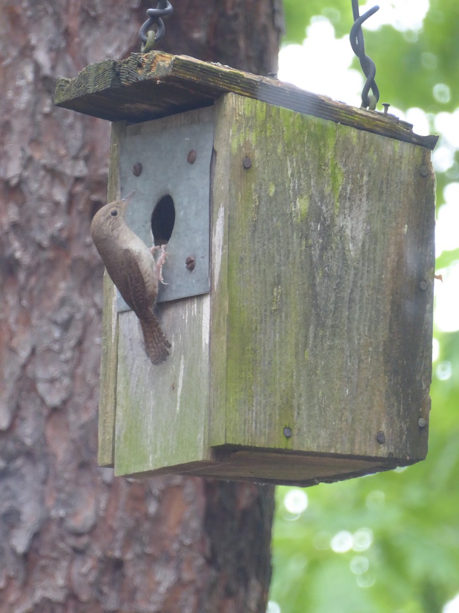 House Wren - ML620711307