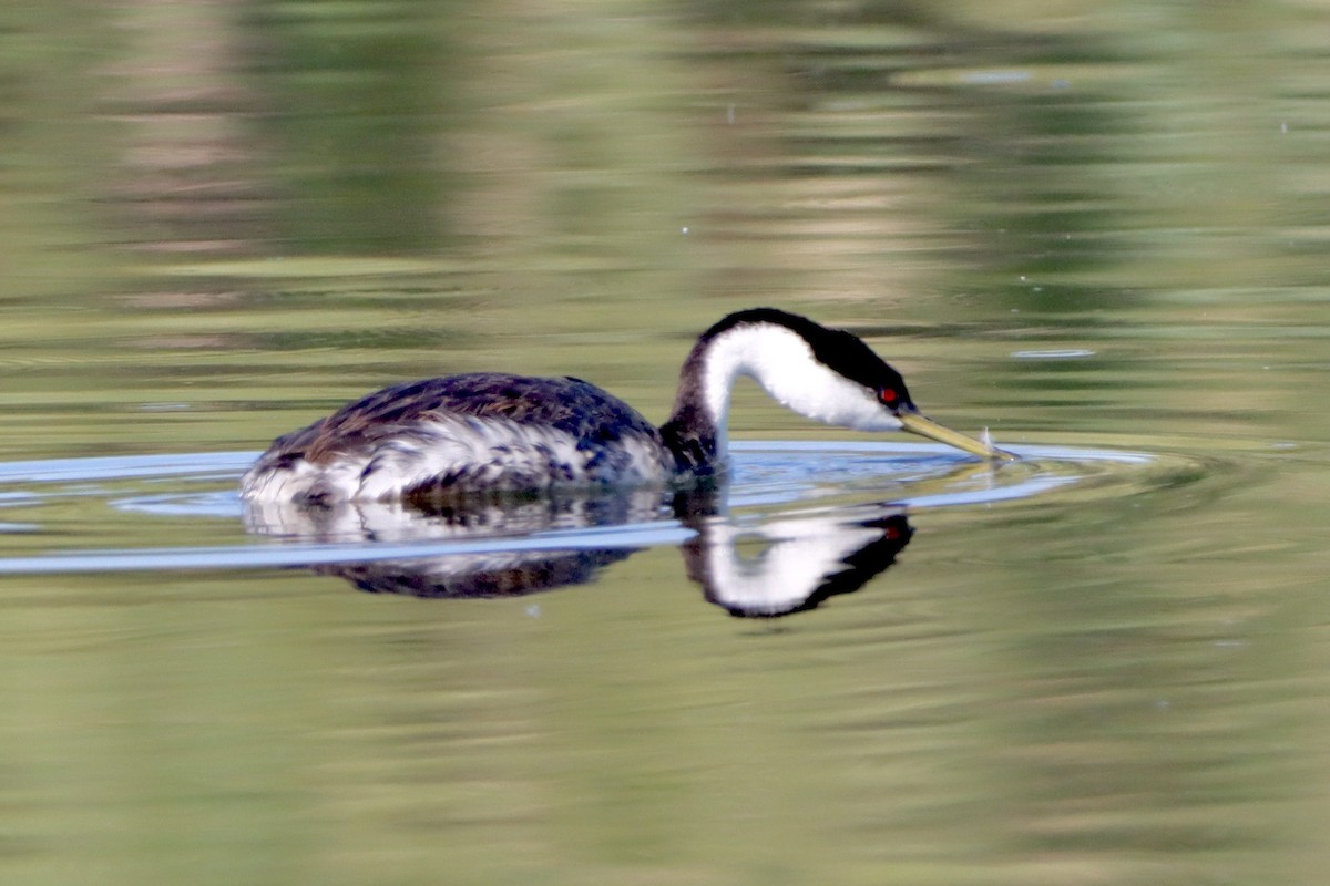 Western Grebe - ML620711322