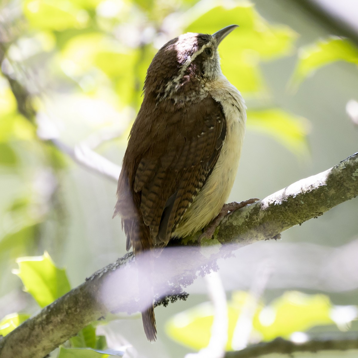 Carolina Wren - ML620711323