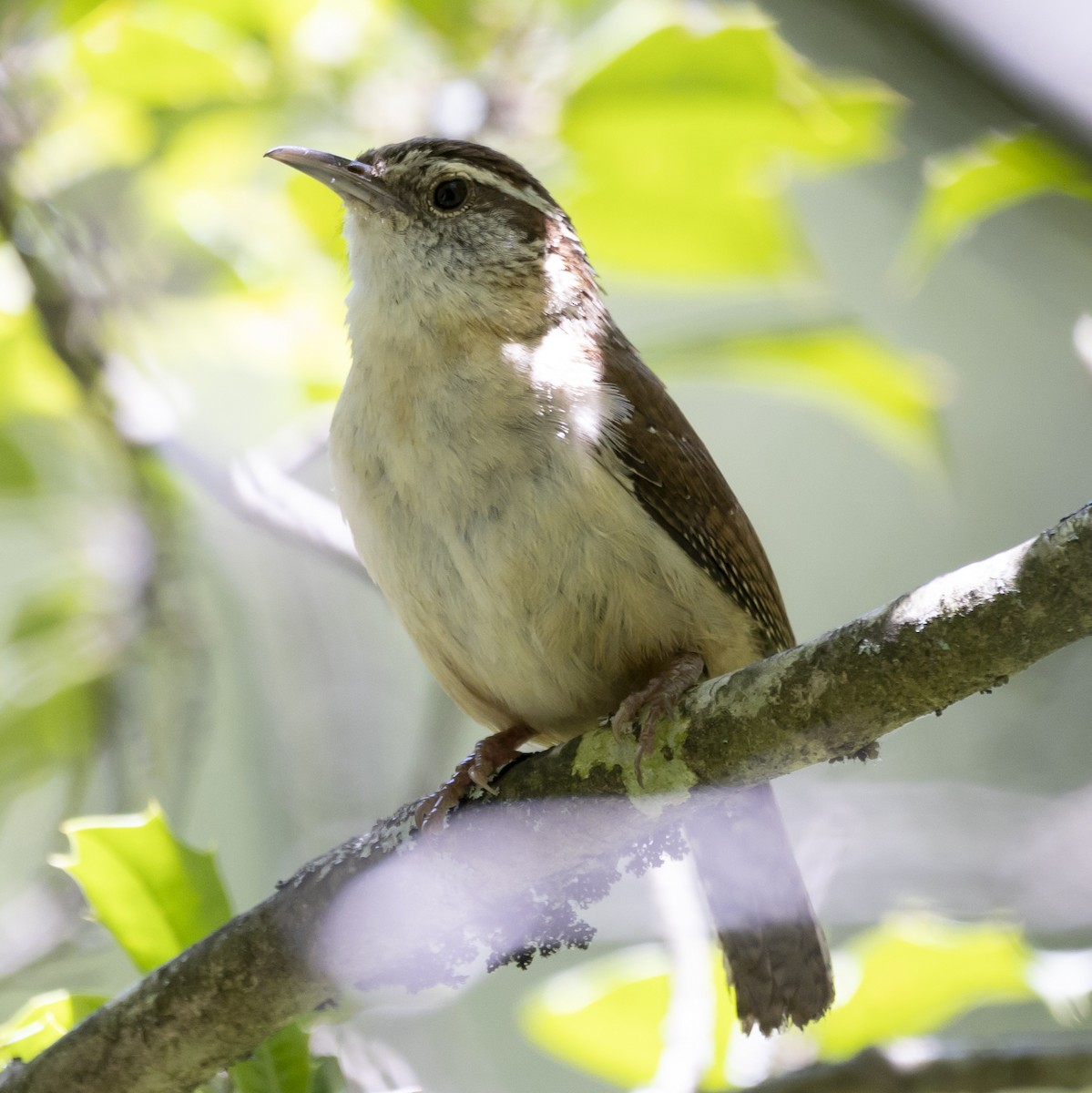 Carolina Wren - ML620711324