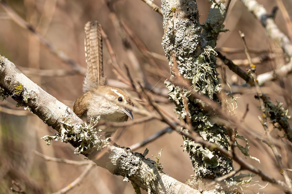 Bewick's Wren - ML620711325