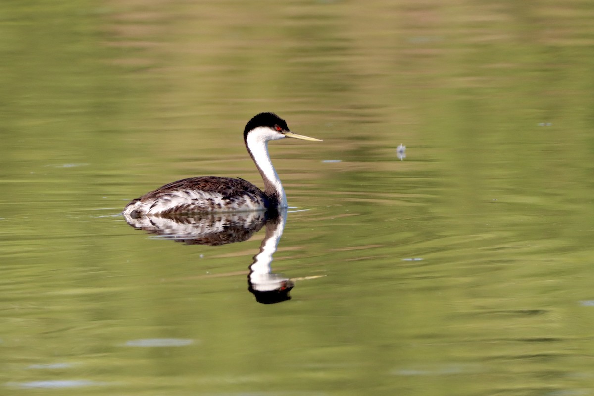 Western Grebe - ML620711327