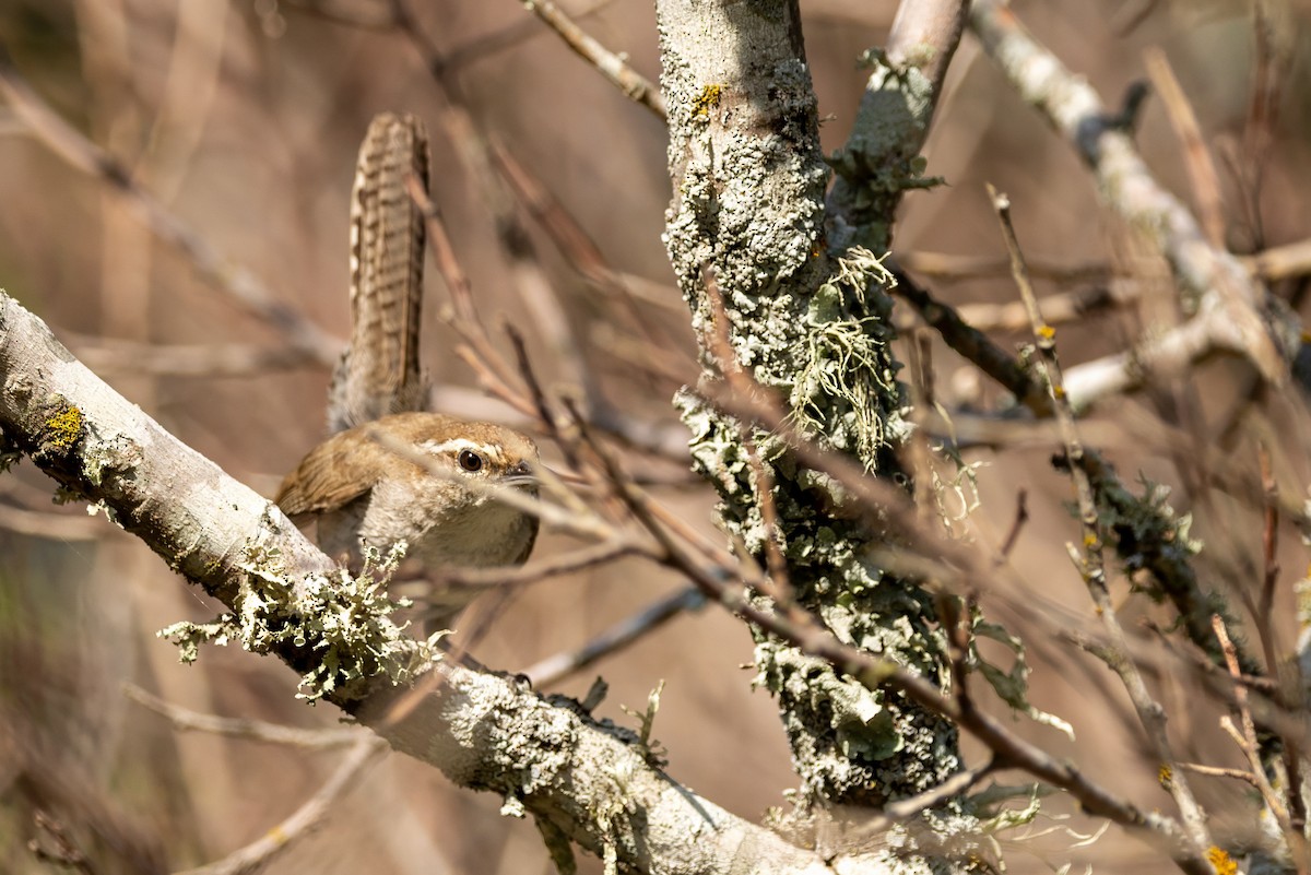 Bewick's Wren - ML620711328