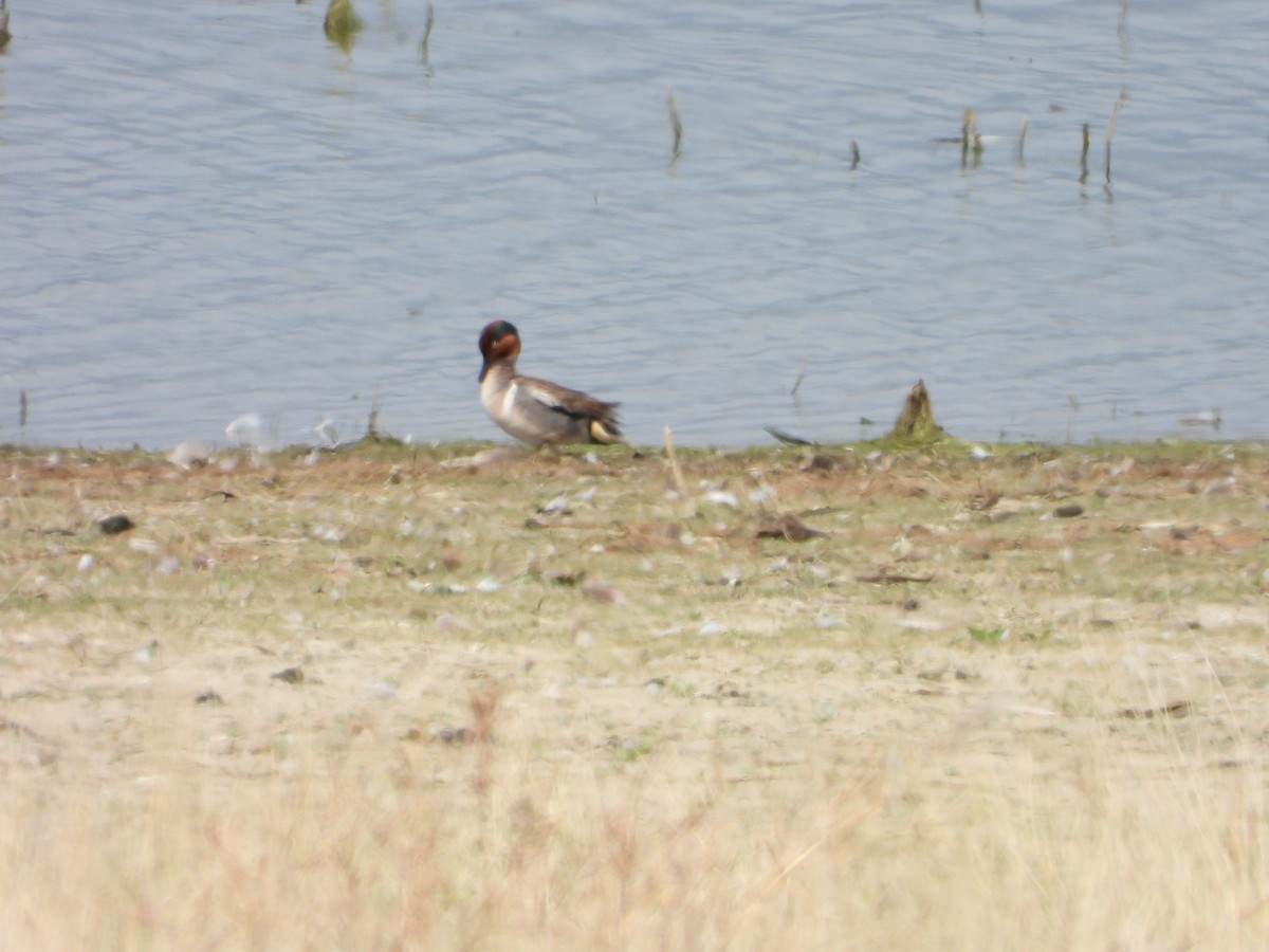 שרשיר - ML620711329