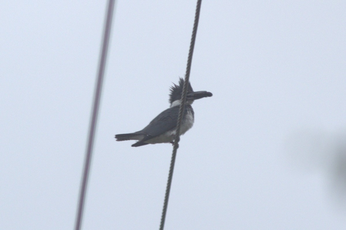 Belted Kingfisher - ML620711330