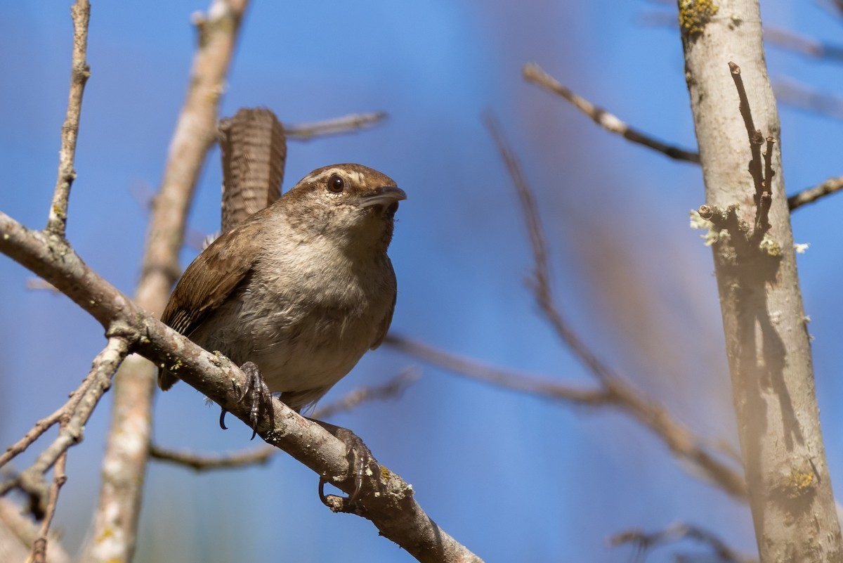 Bewick's Wren - ML620711333