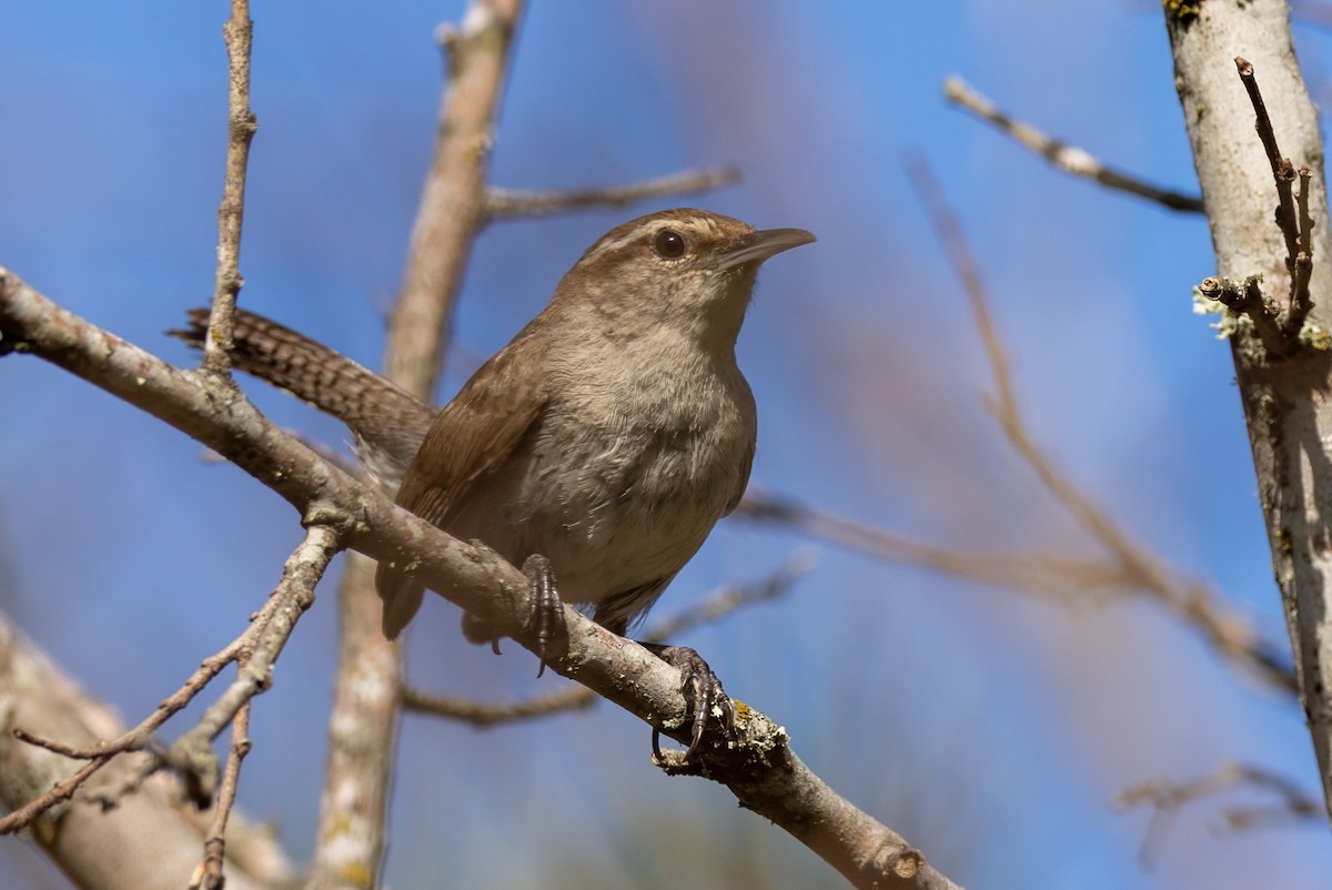 Bewick's Wren - ML620711340