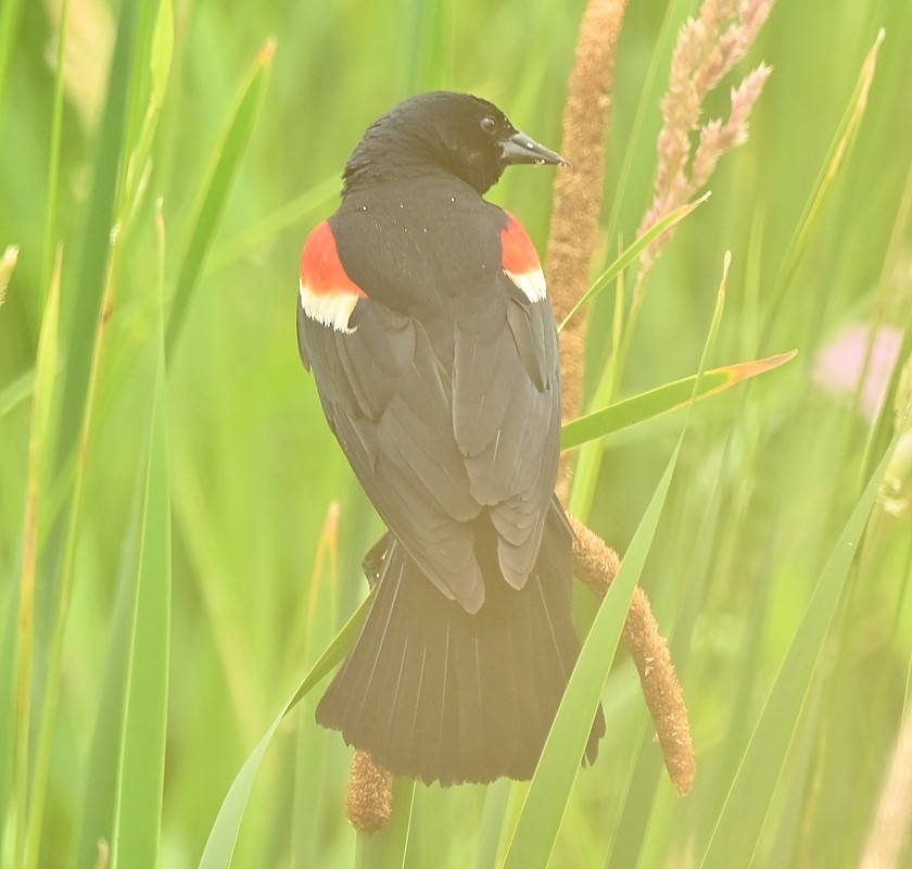 Red-winged Blackbird - ML620711341