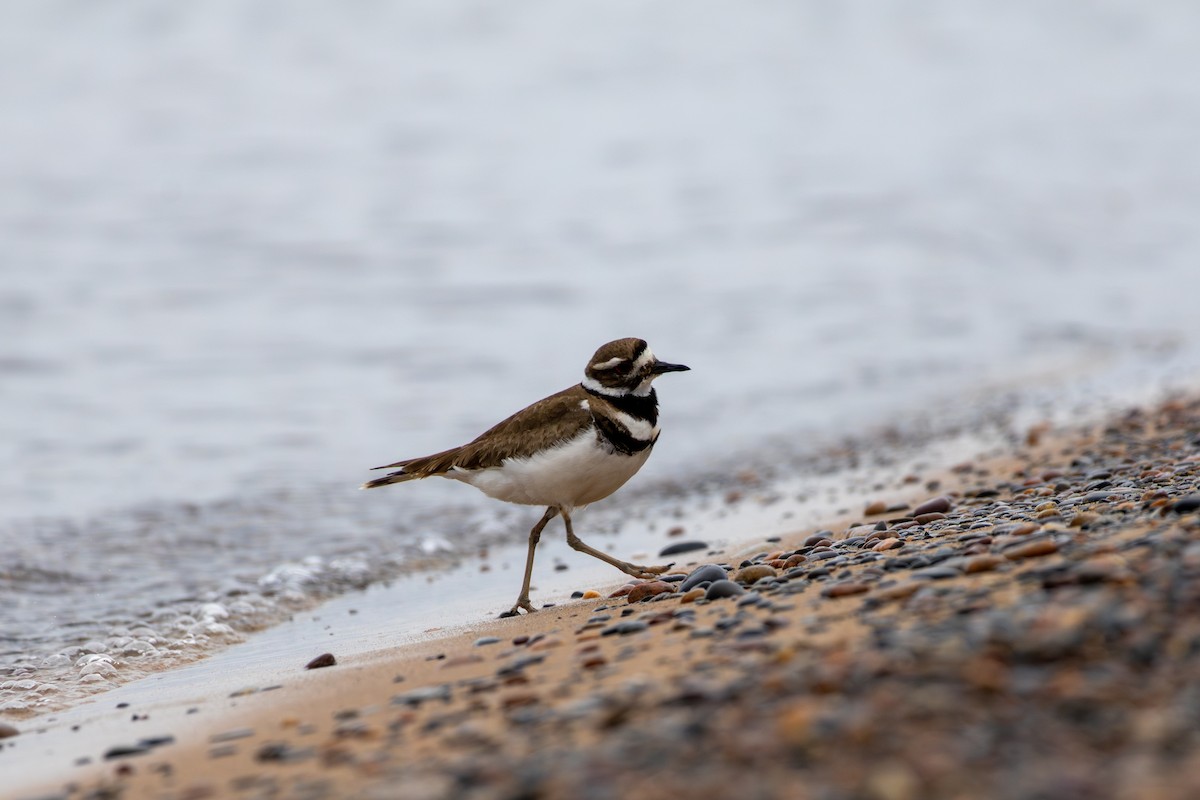 Killdeer - ML620711344