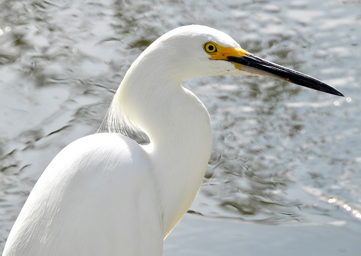 Snowy Egret - ML620711350