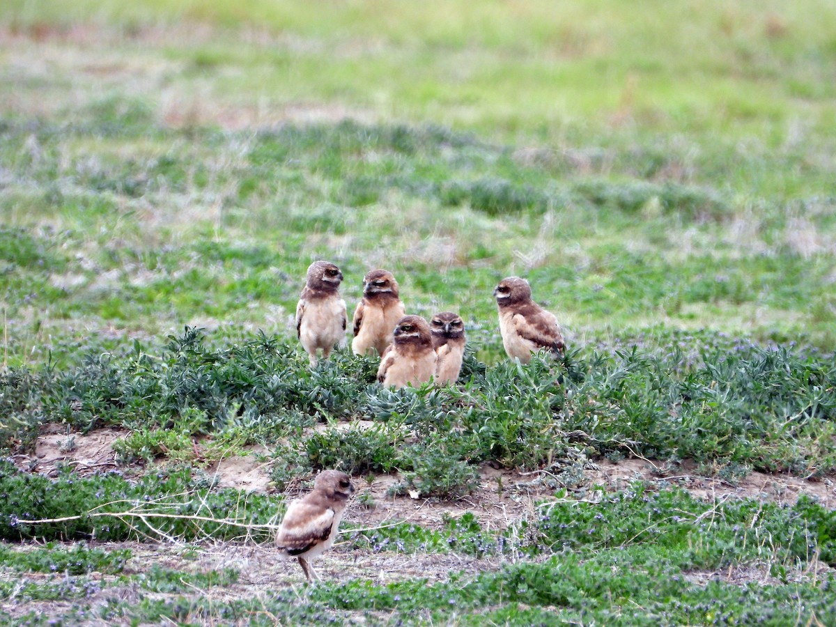 Burrowing Owl - ML620711352