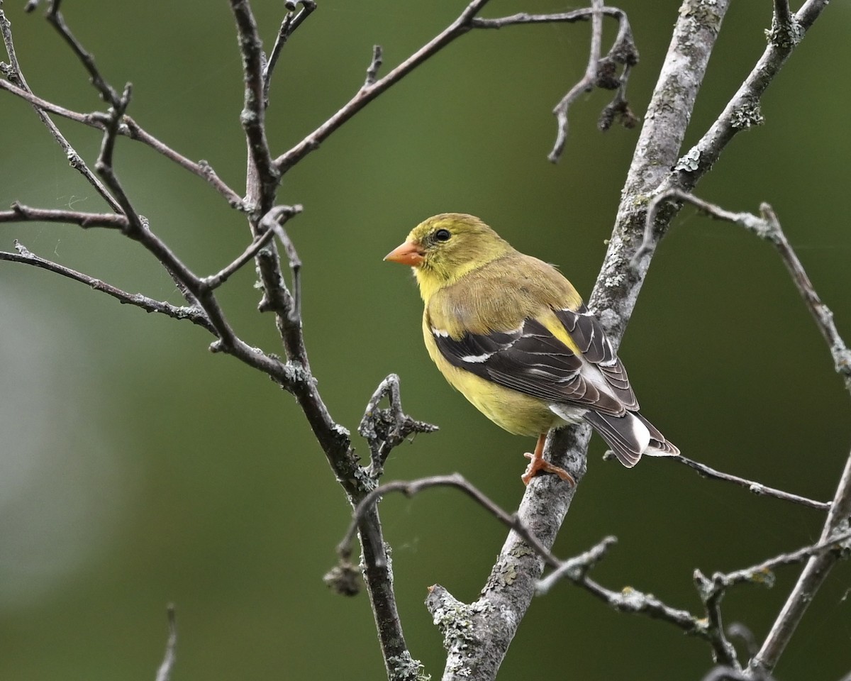 Chardonneret jaune - ML620711353