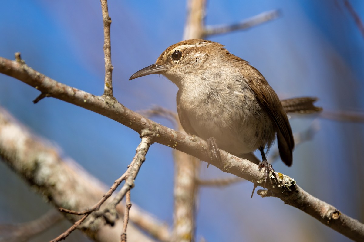 Bewick's Wren - Sandy & Bob Sipe