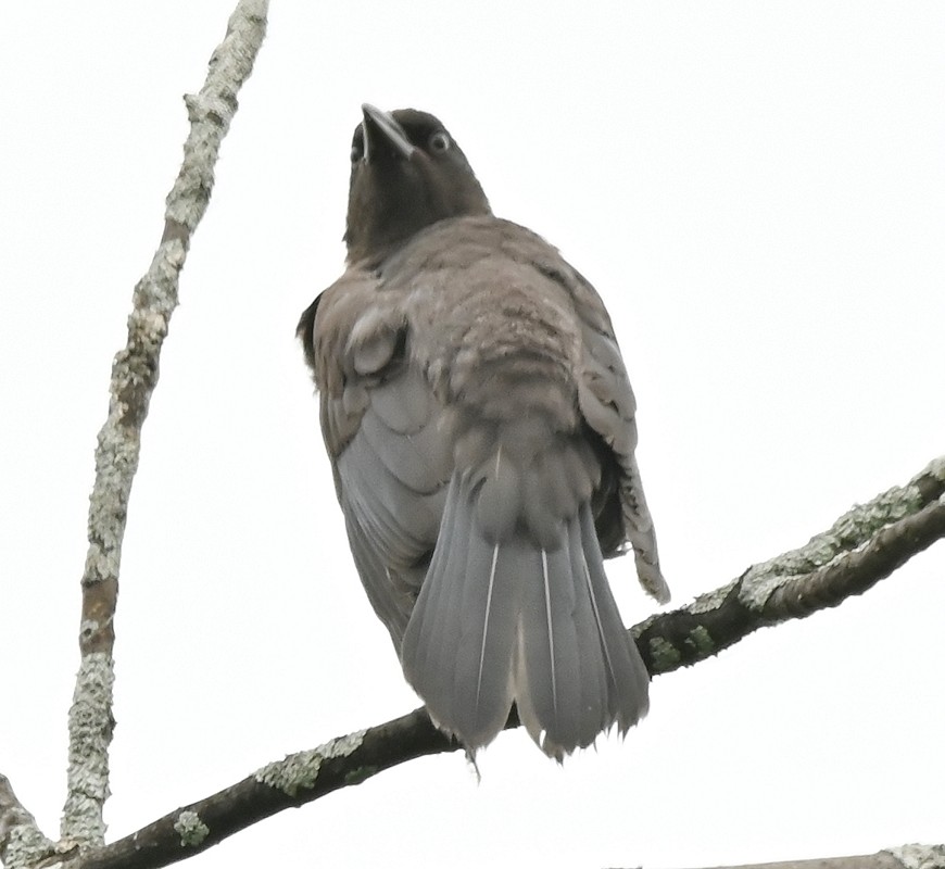 Common Grackle - Regis Fortin