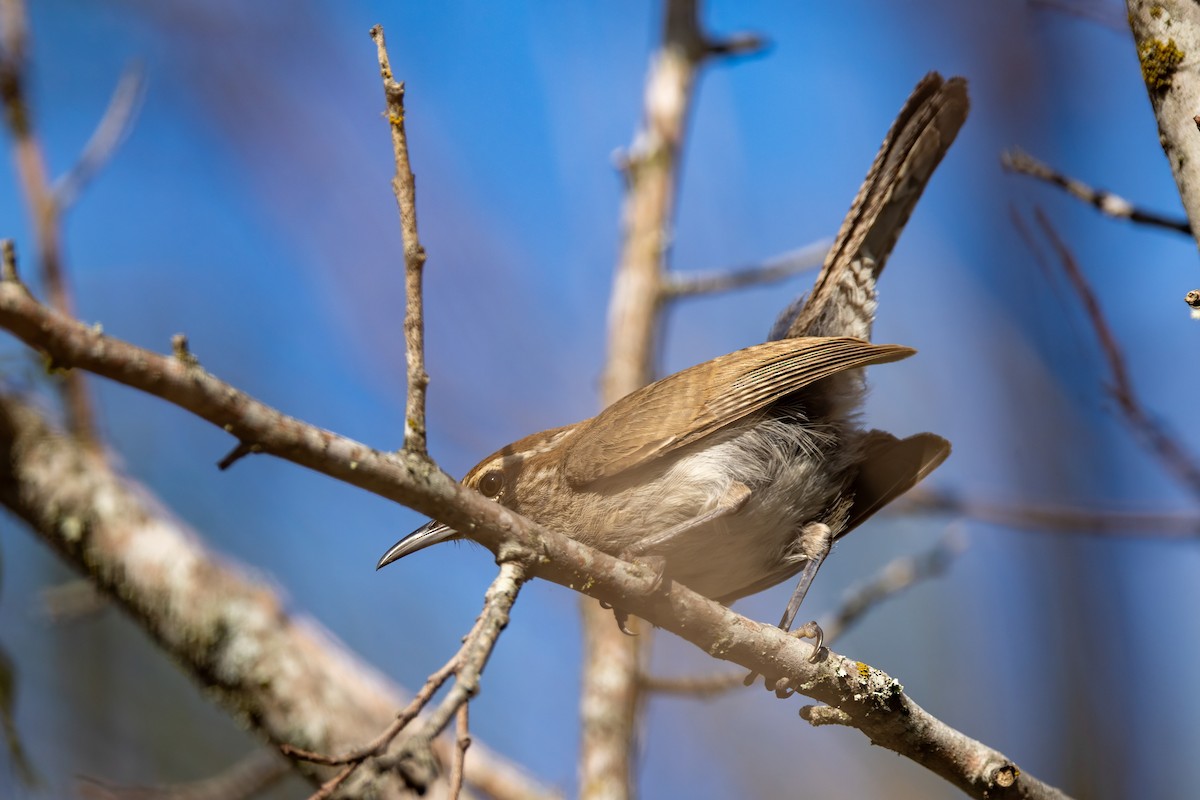 Bewick's Wren - ML620711358