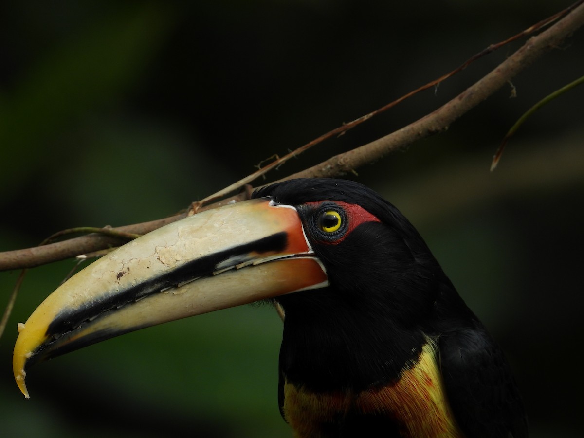 Collared Aracari - ML620711359