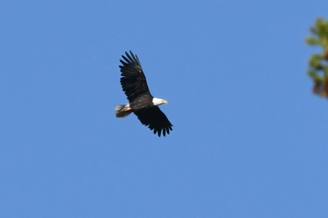 Bald Eagle - ML620711360