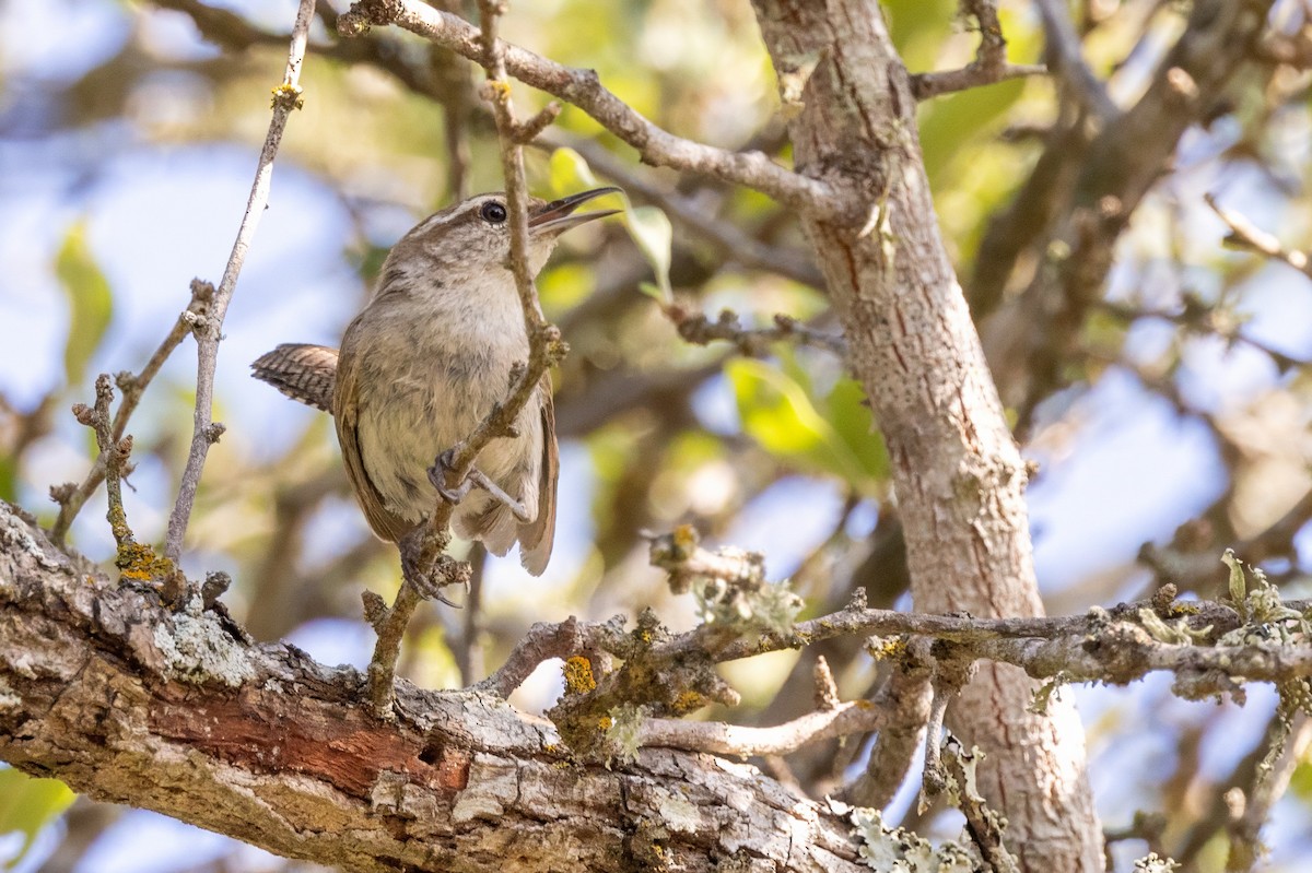 Bewick's Wren - ML620711361