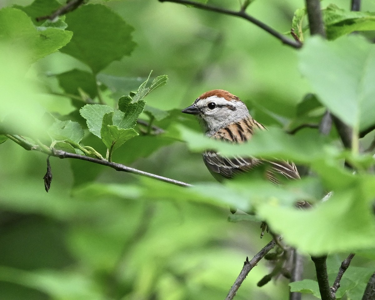 Chipping Sparrow - ML620711362