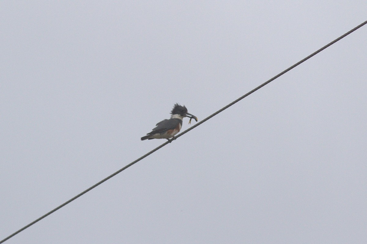 Belted Kingfisher - ML620711363
