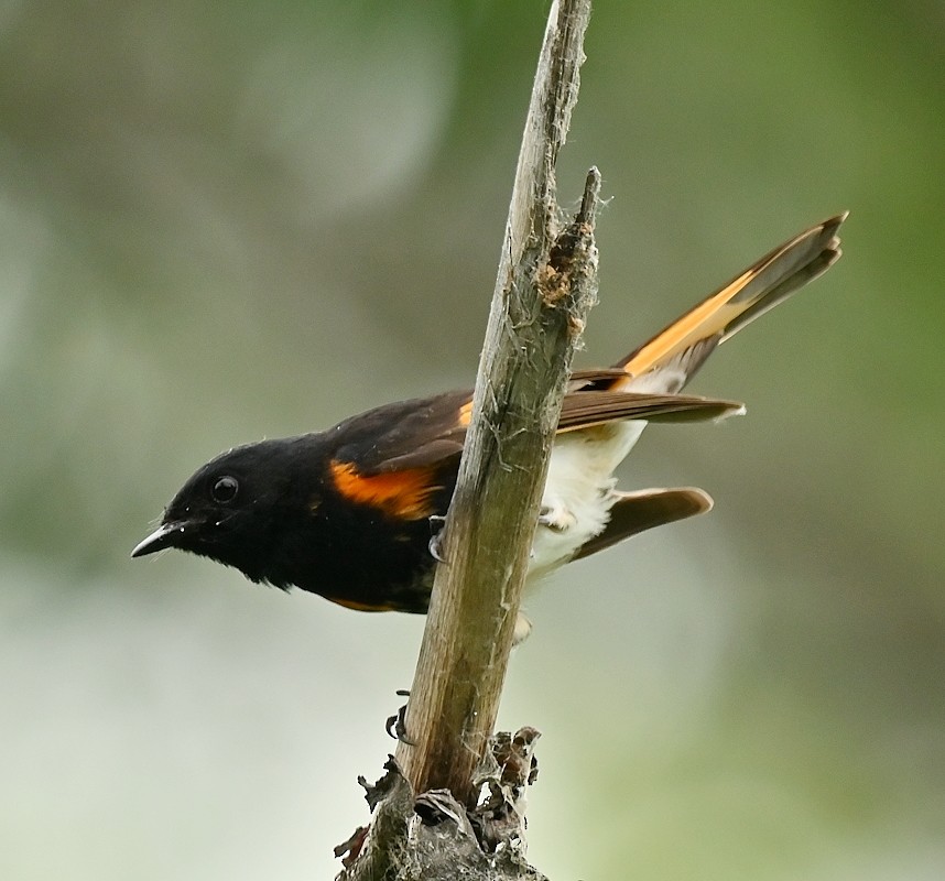 American Redstart - ML620711364