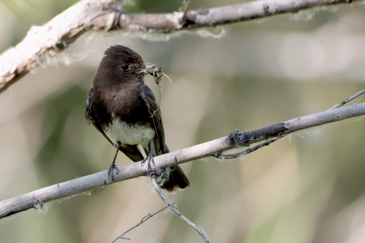 Black Phoebe - ML620711365