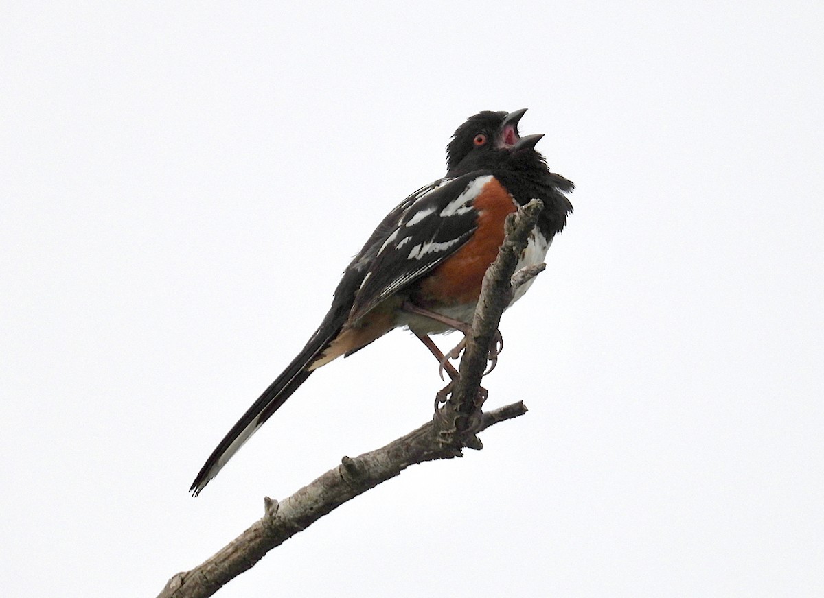 Spotted Towhee - ML620711366