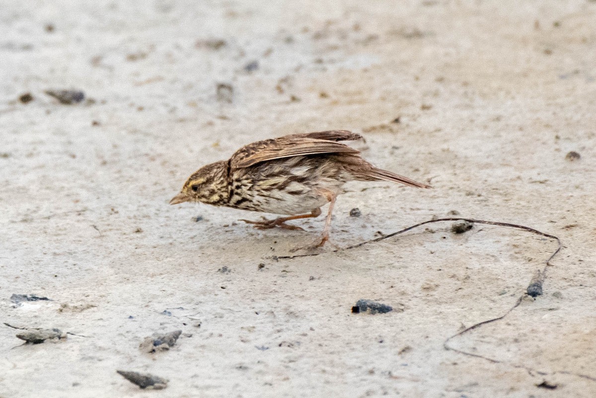 Savannah Sparrow - ML620711367