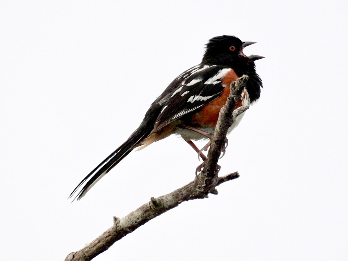 Spotted Towhee - ML620711368