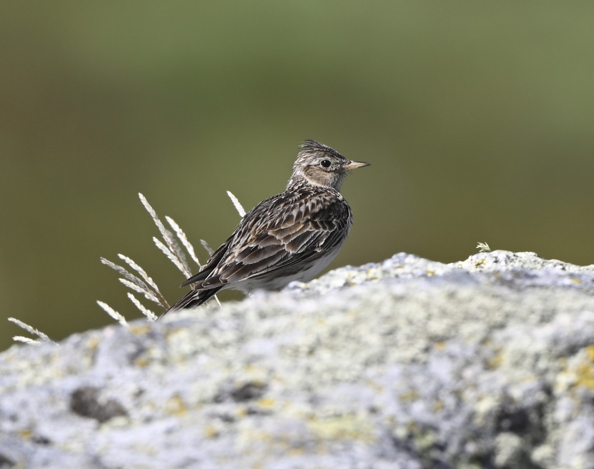 Eurasian Skylark - ML620711369