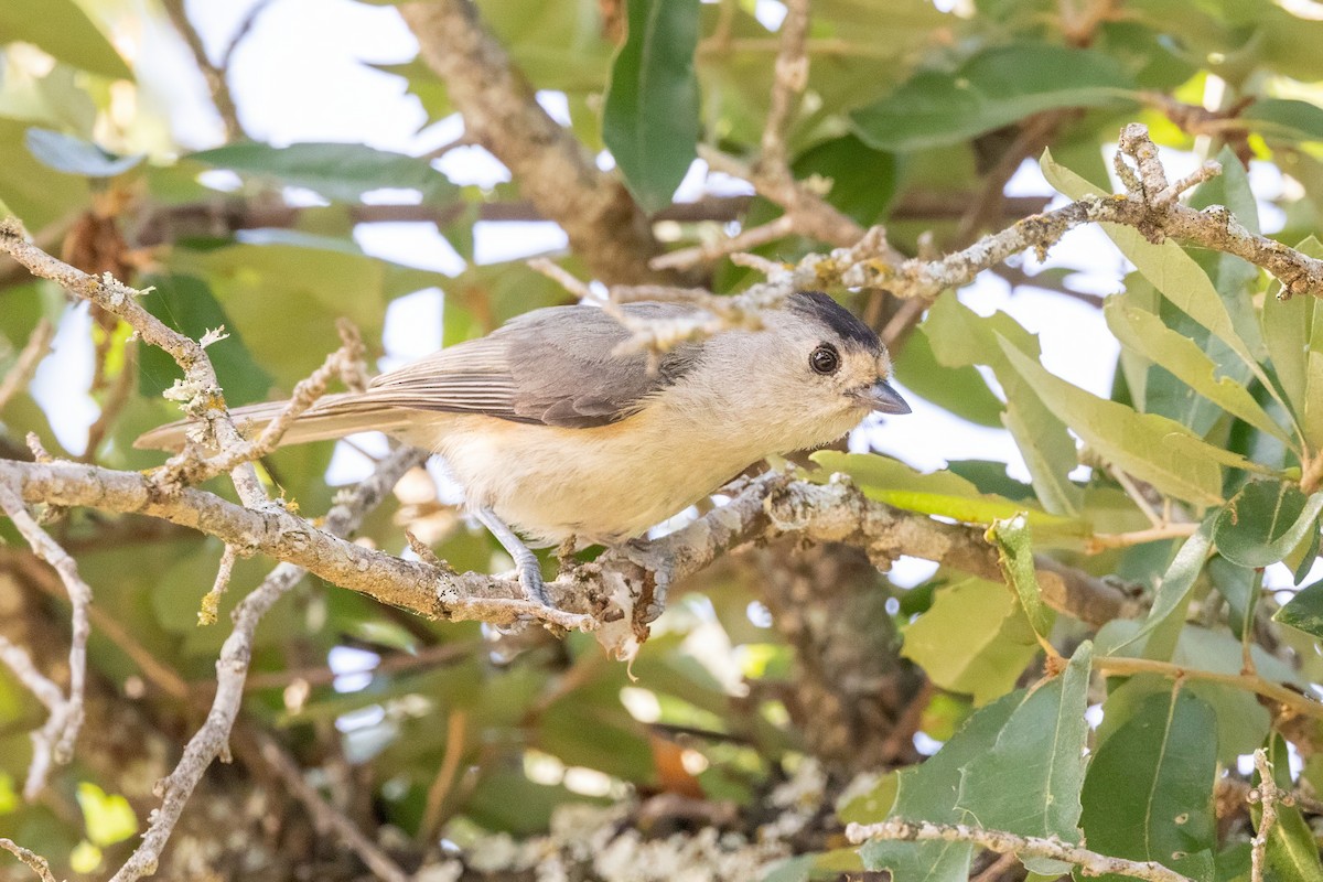 Black-crested Titmouse - ML620711370