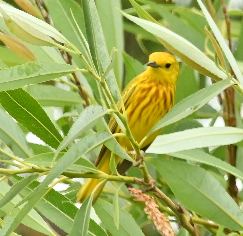 Yellow Warbler - ML620711371