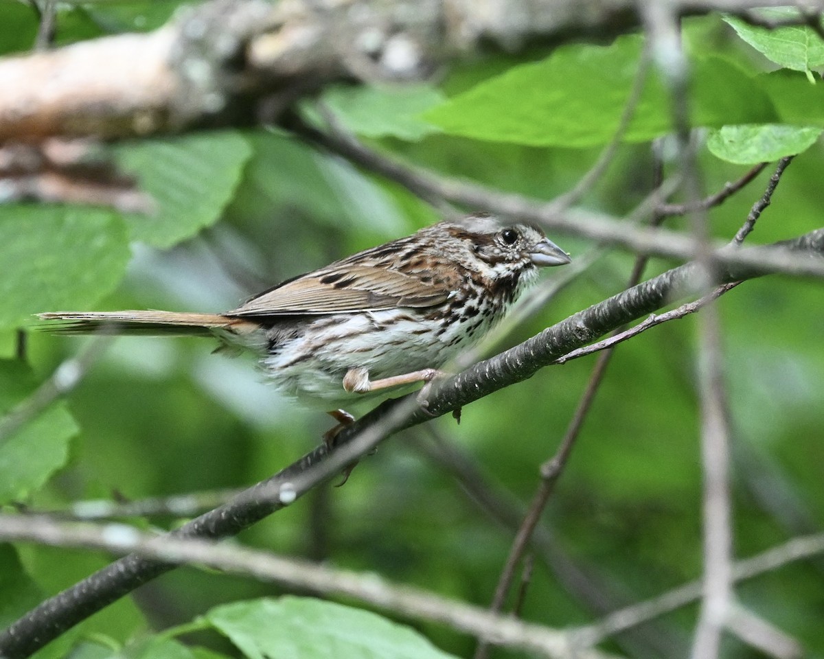 Song Sparrow - ML620711372