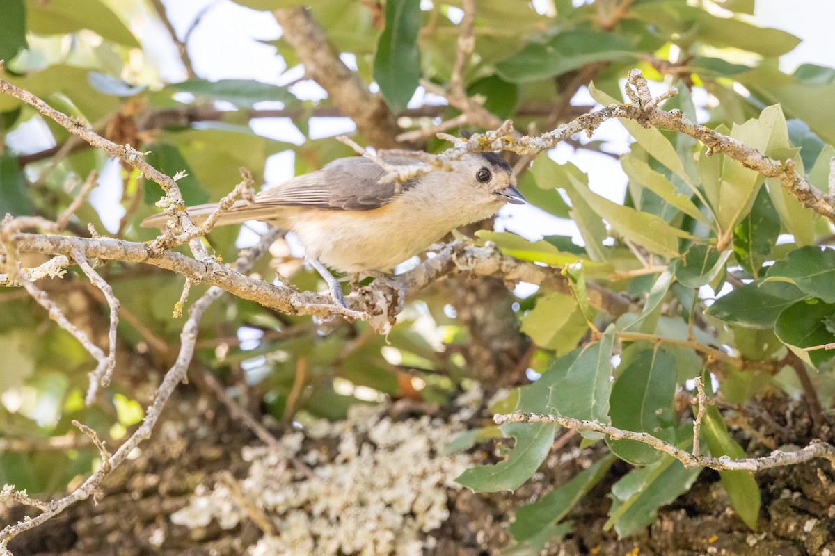 Black-crested Titmouse - ML620711373