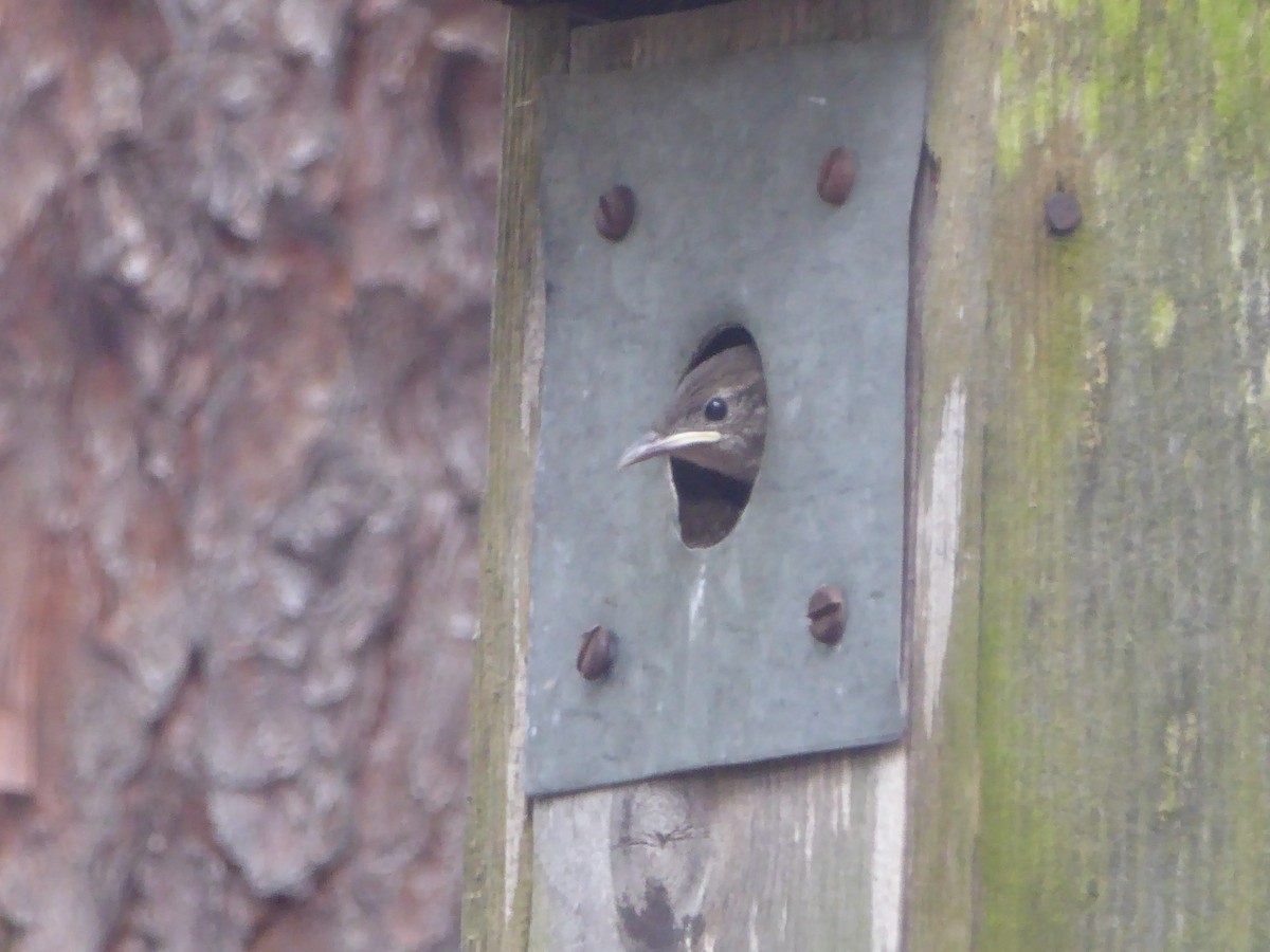 House Wren - ML620711374