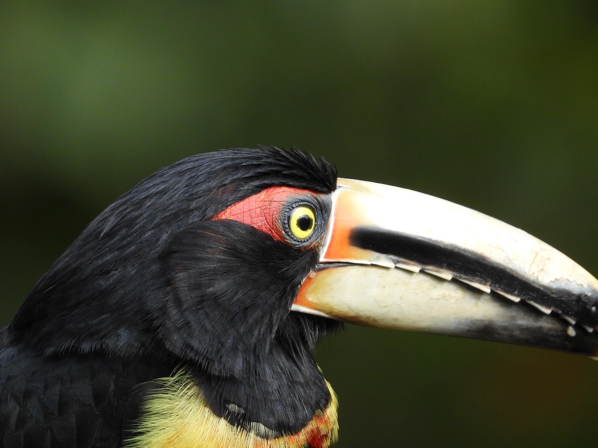 Collared Aracari - ML620711375