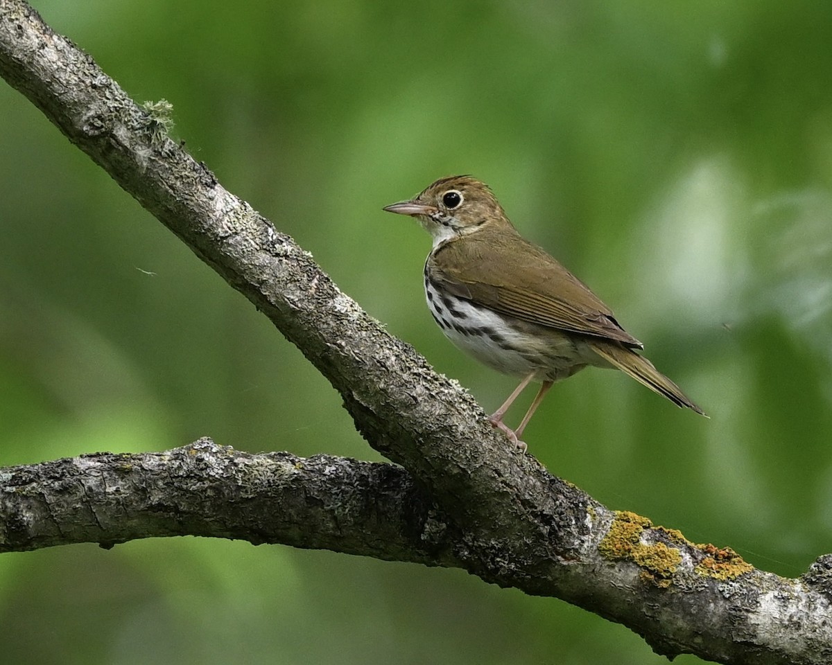 Paruline couronnée - ML620711376