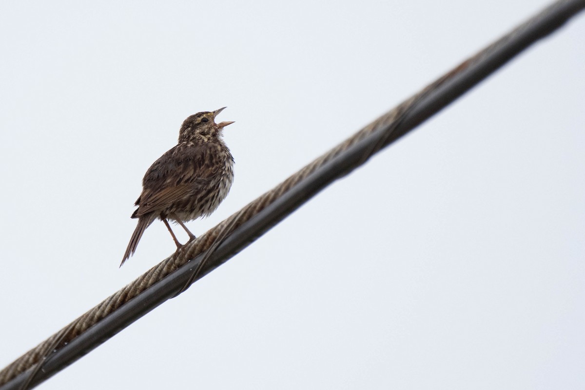 Savannah Sparrow - ML620711377