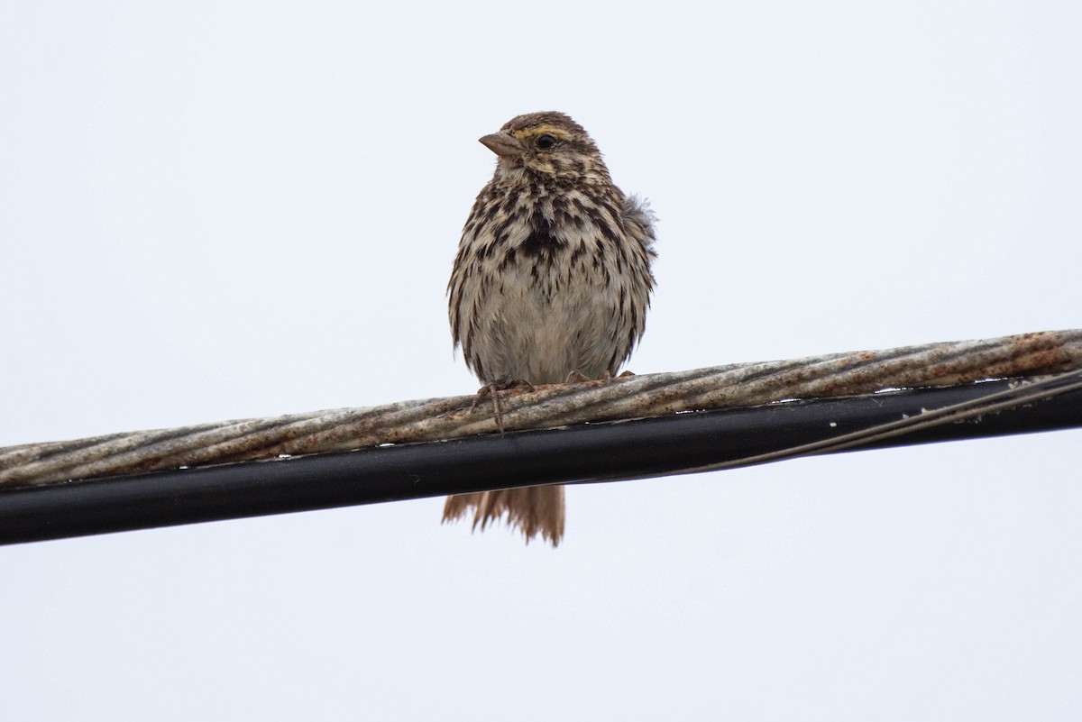 Savannah Sparrow - ML620711378