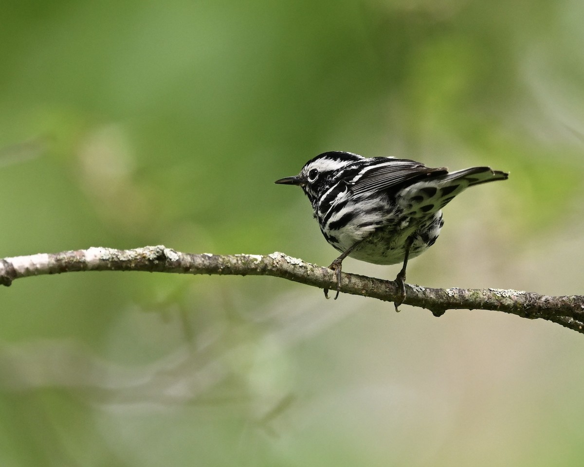 Black-and-white Warbler - ML620711379