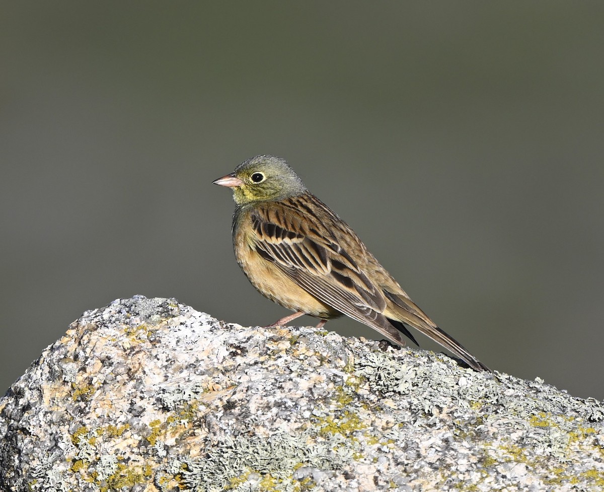 Ortolan Bunting - ML620711380